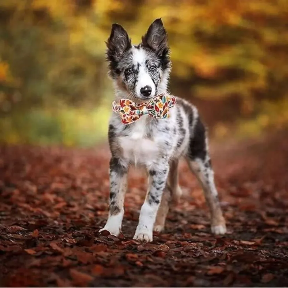 FALL Dog collar & bow tie for males or females adjustable